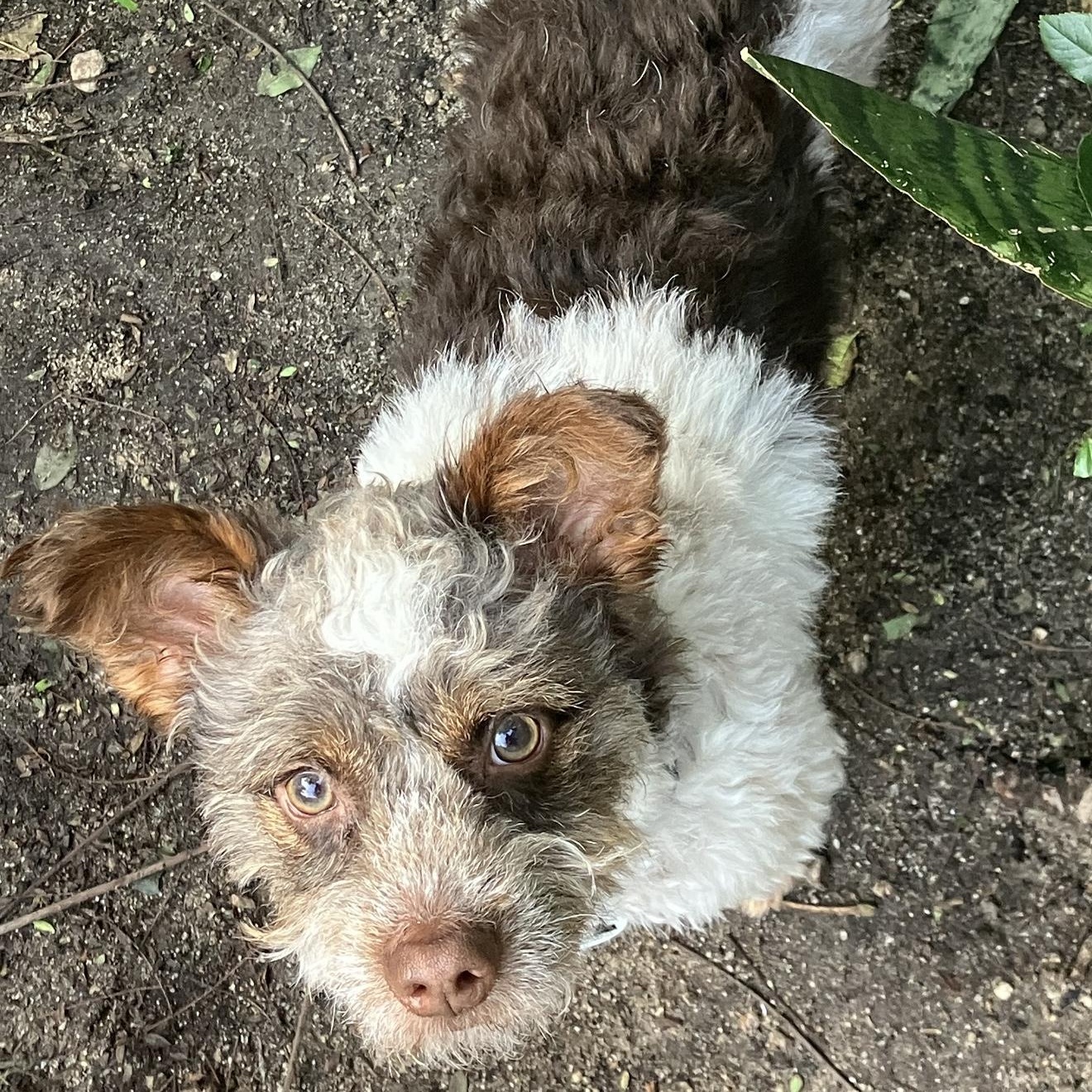 Charlie , a ADOPTABLE mixed breed in Santa Monica, CA image 5/6