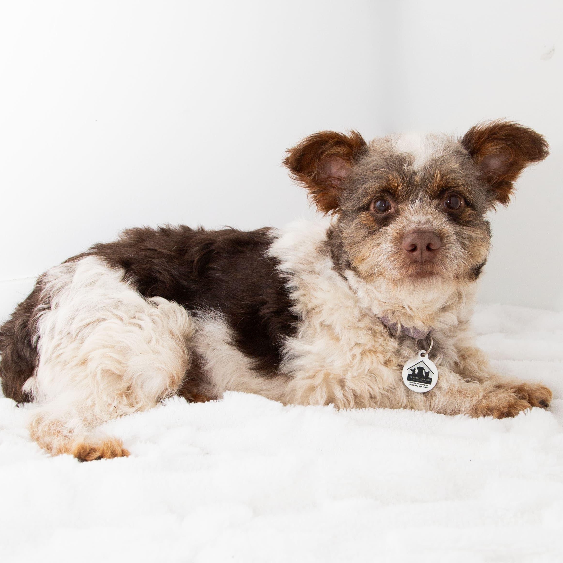 Charlie , a ADOPTABLE mixed breed in Santa Monica, CA image 4/6