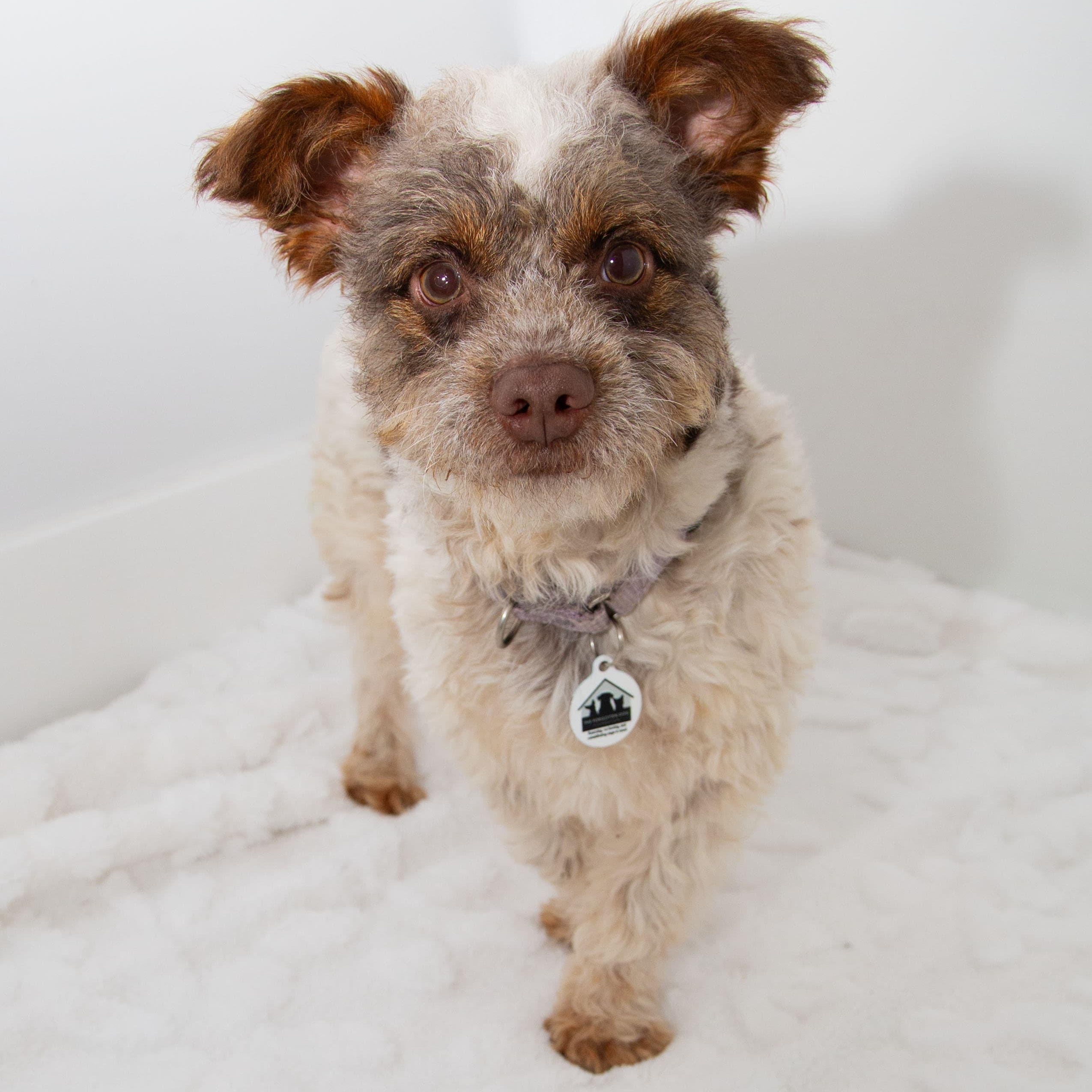 Charlie , ADOPTABLE, Young Male Poodle & Schnauzer.