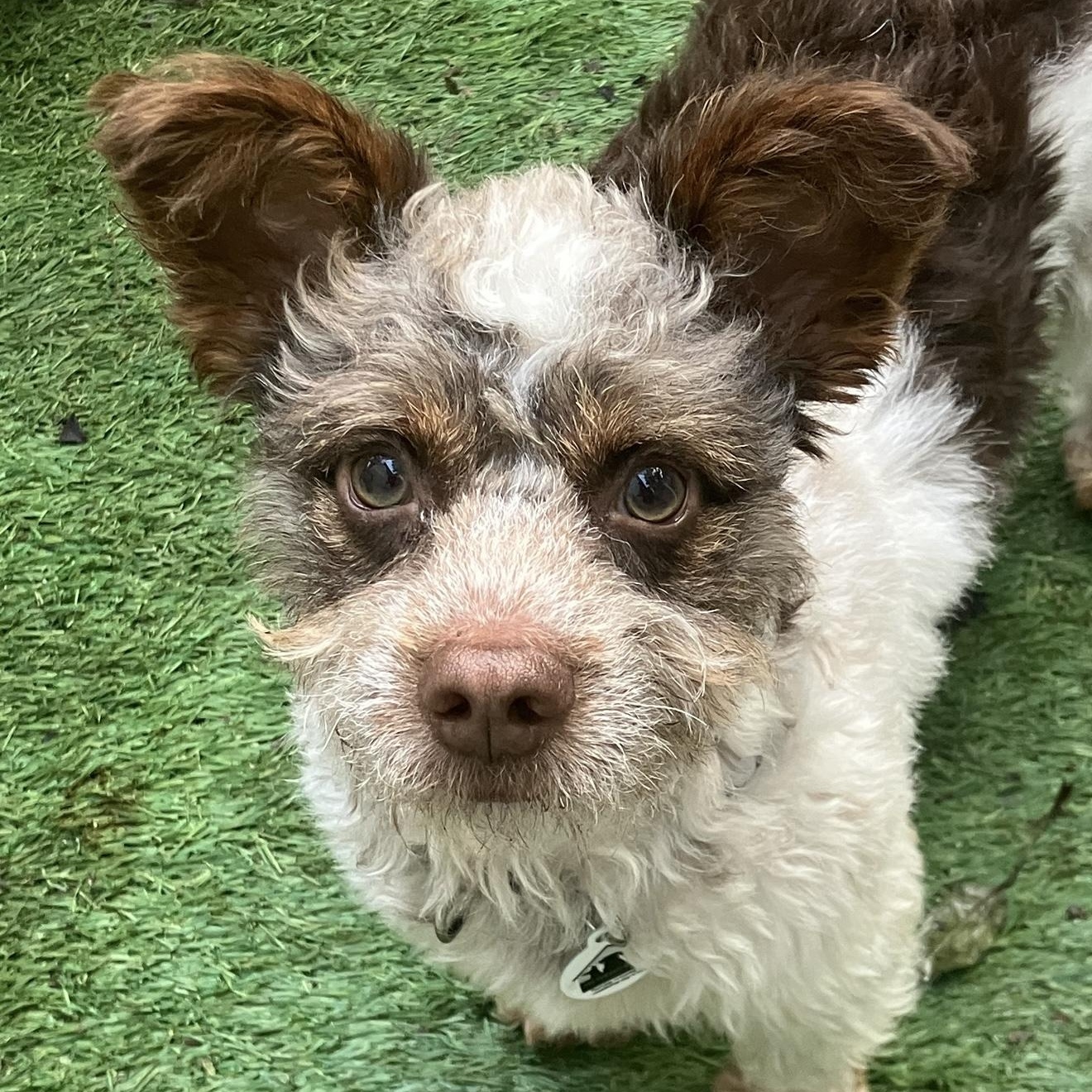 Charlie , a ADOPTABLE mixed breed in Santa Monica, CA image 2/6