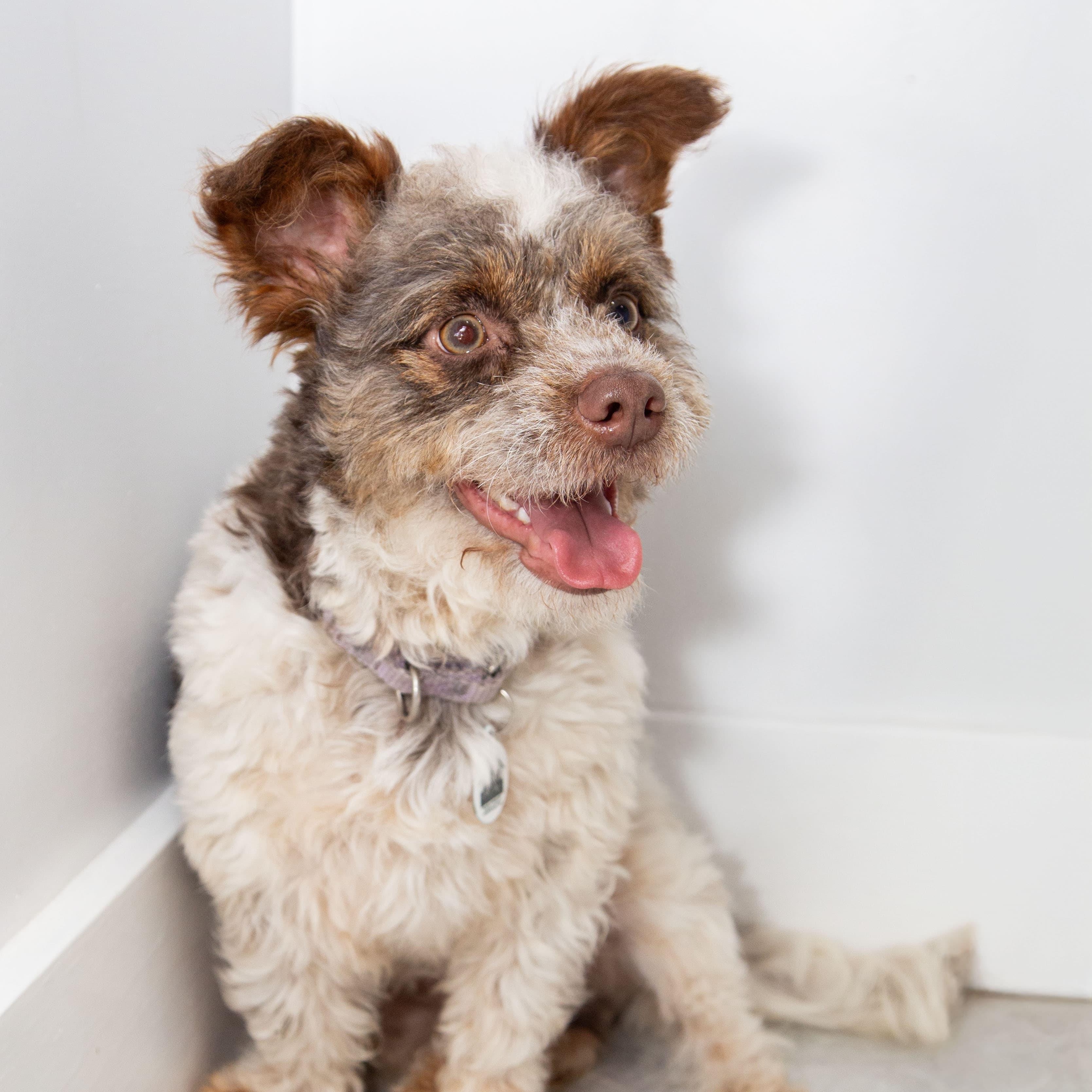 Charlie , a ADOPTABLE mixed breed in Santa Monica, CA image 3/6