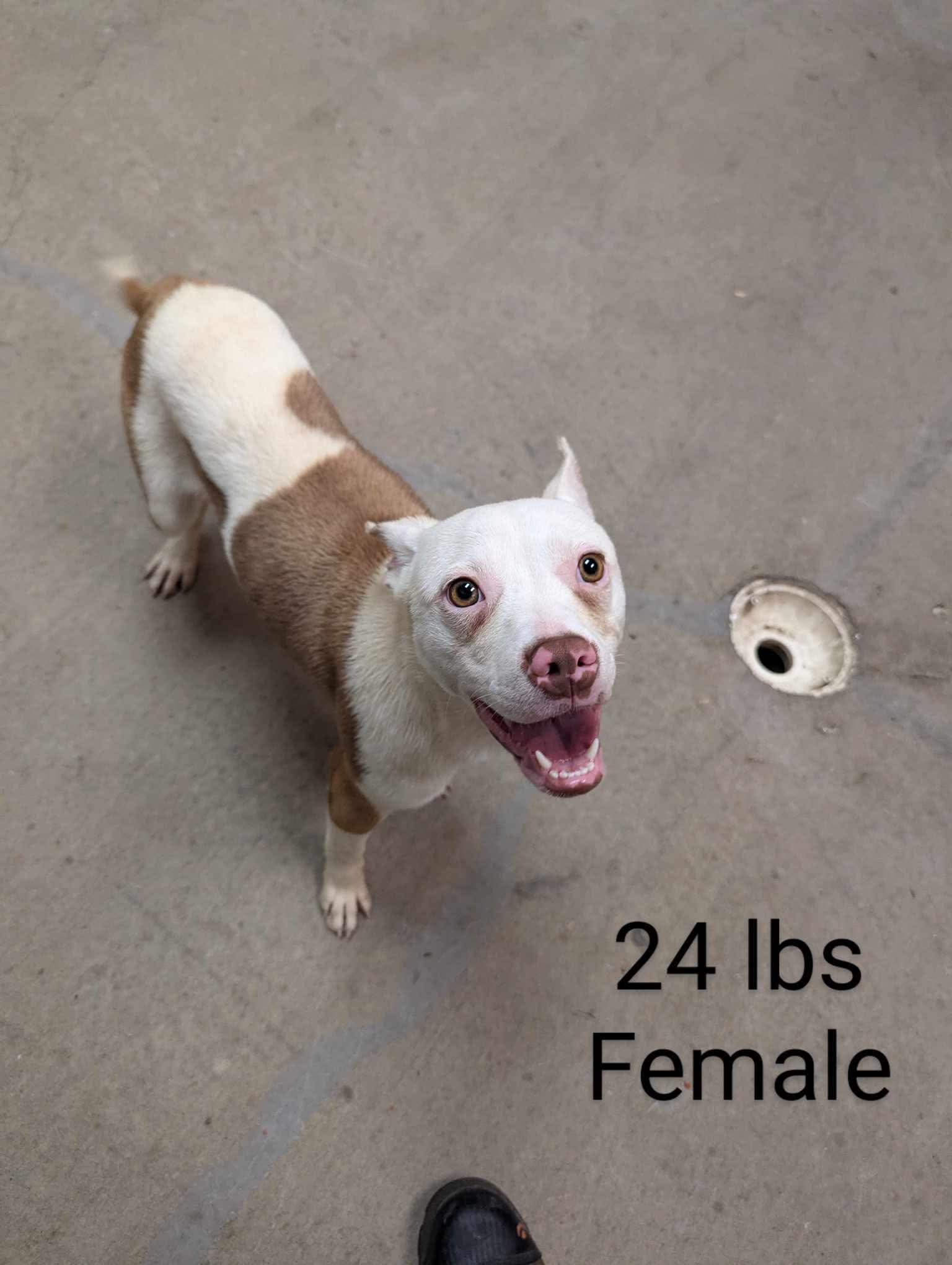 Freedom, an adoptable American Staffordshire Terrier in Amarillo, TX, 79105 | Photo Image 1