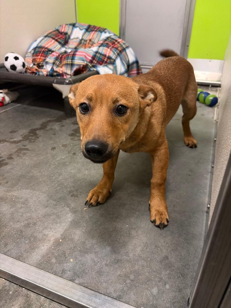 Scooby, Adoptable, Puppy Male Dachshund & Shiba Inu.