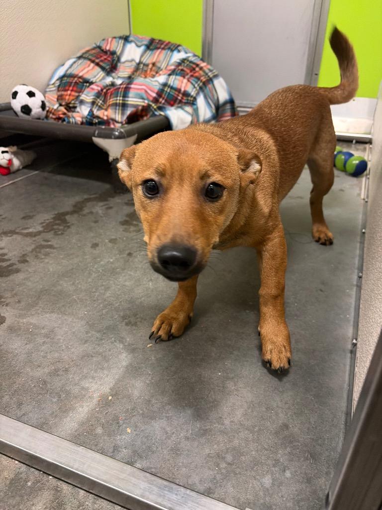 Enlarge Scooby, a Adoptable mixed breed in Neosho, MO image 2/3