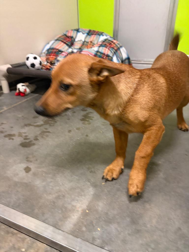 Enlarge Scooby, a Adoptable mixed breed in Neosho, MO image 3/3
