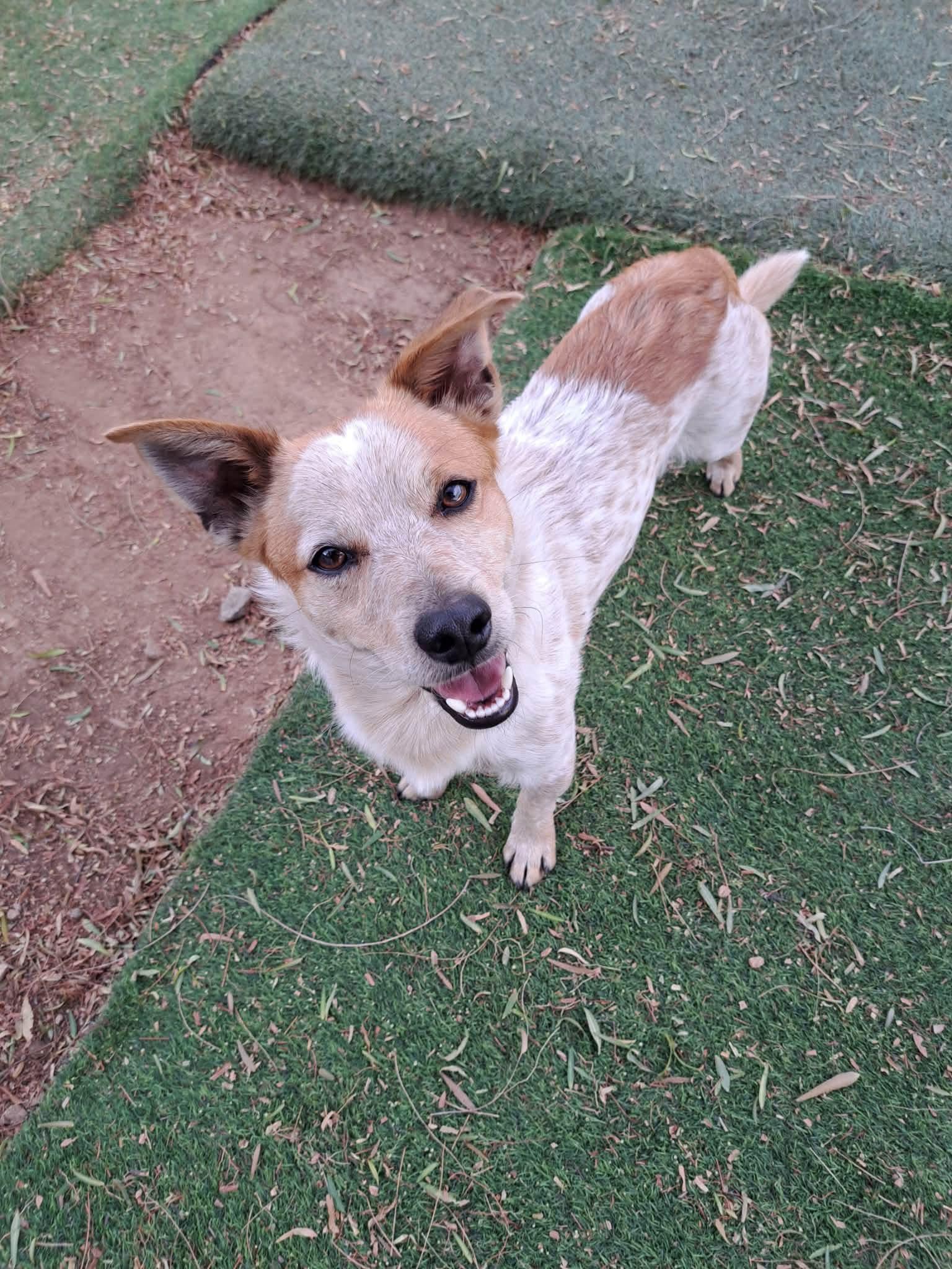 Corn Chip, a ADOPTABLE mixed breed in Agua Dulce, CA image 5/5