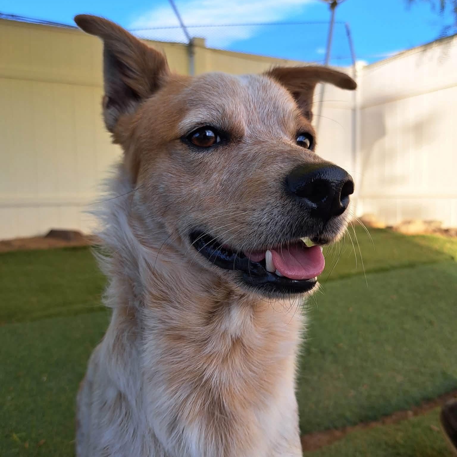 Corn Chip, ADOPTABLE, Young Male Australian Cattle Dog / Blue Heeler & Dachshund.