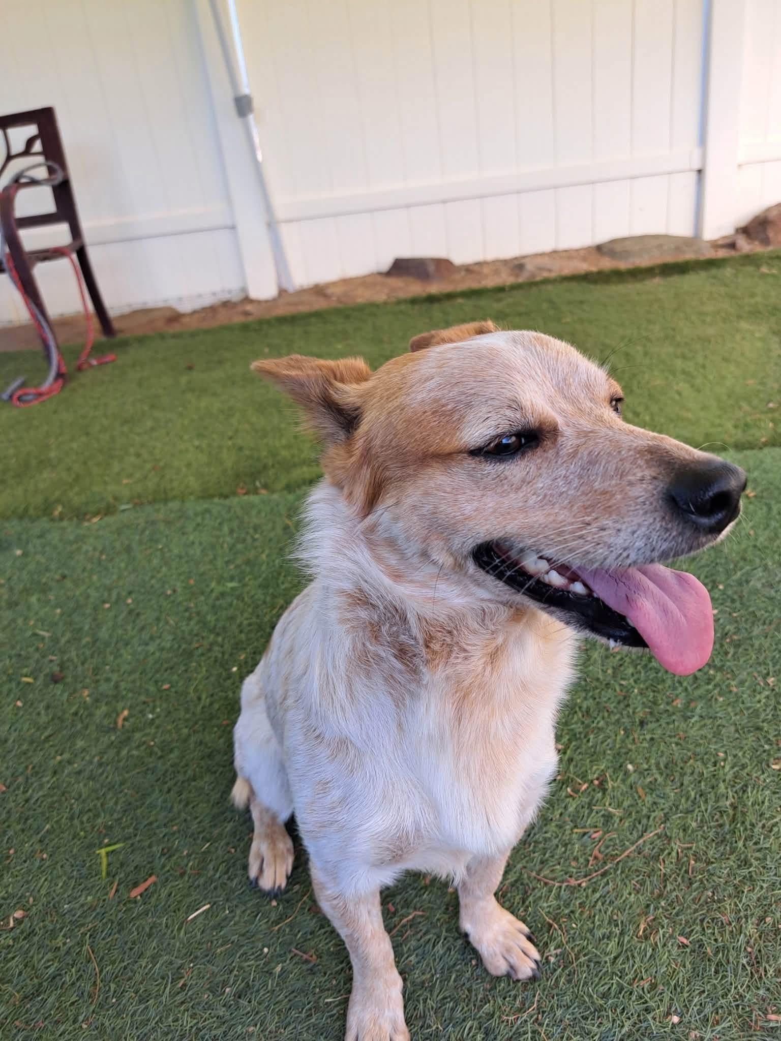 Corn Chip, a ADOPTABLE mixed breed in Agua Dulce, CA image 4/5