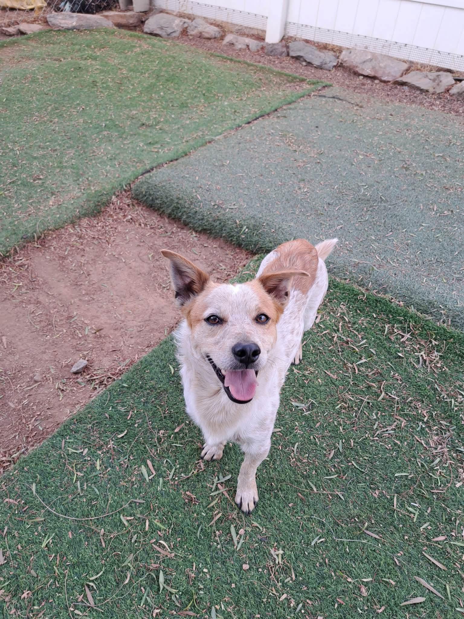Corn Chip, a ADOPTABLE mixed breed in Agua Dulce, CA image 3/5