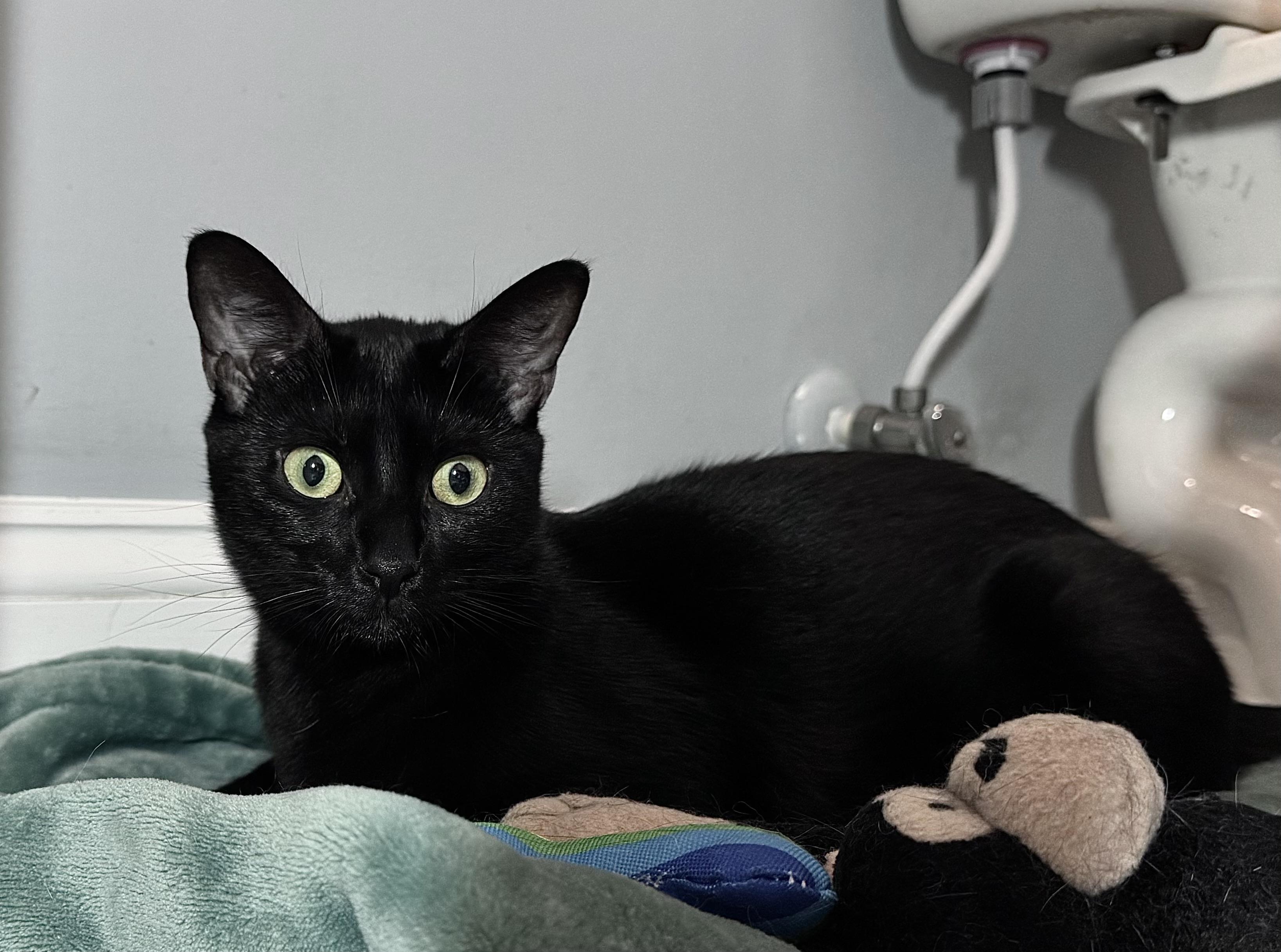 Bentley and Daisy bonded pair, Adoptable, Adult Male Domestic Short Hair.