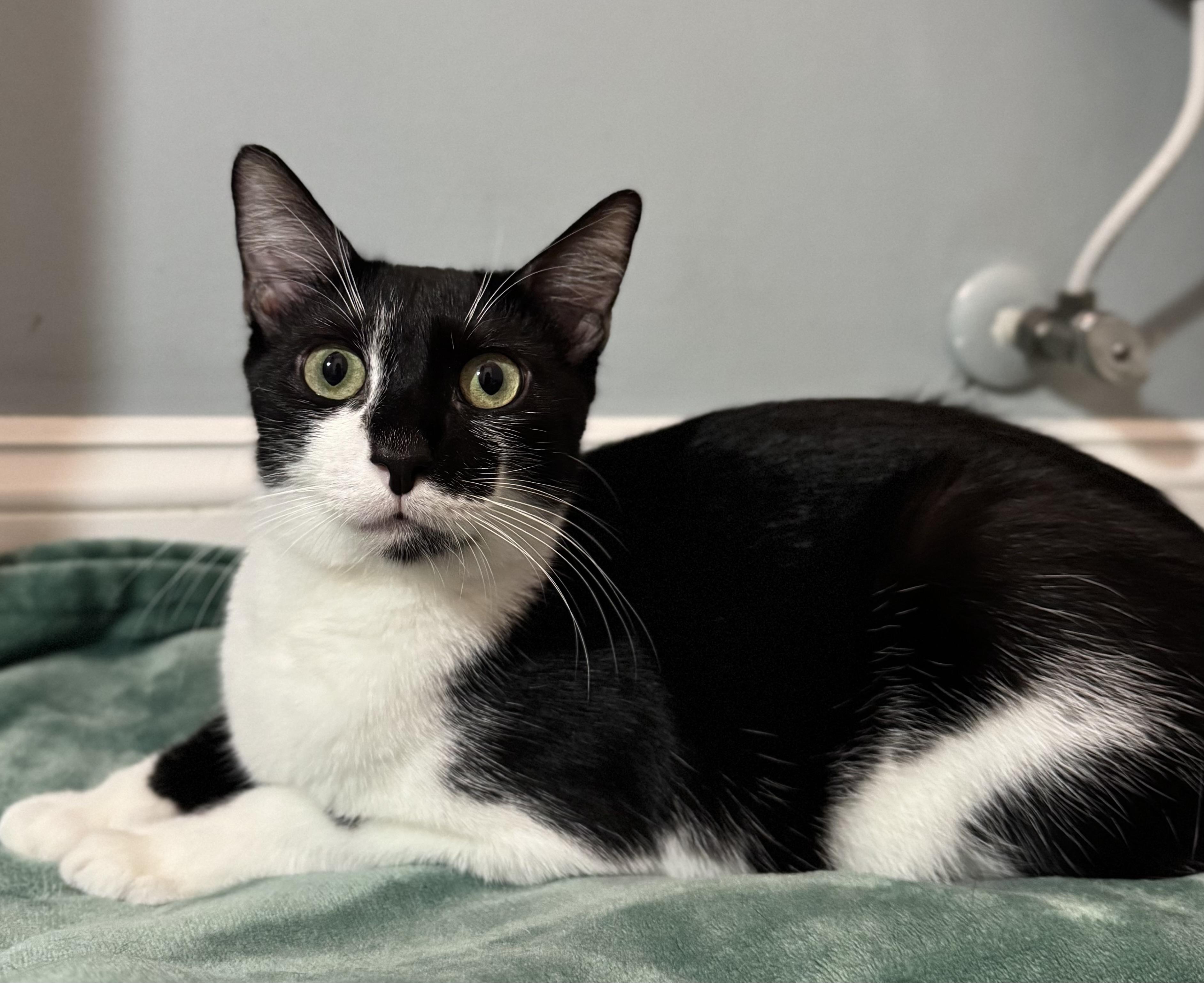 Bentley and Daisy bonded pair, a Adoptable Domestic Short Hair in Ponte vedra, FL image 2/2