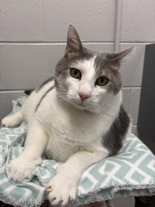 Everett — thumbnail 2