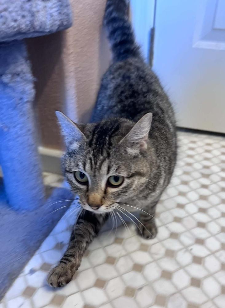 Ellie 4, Adoptable, Adult Female Domestic Short Hair.