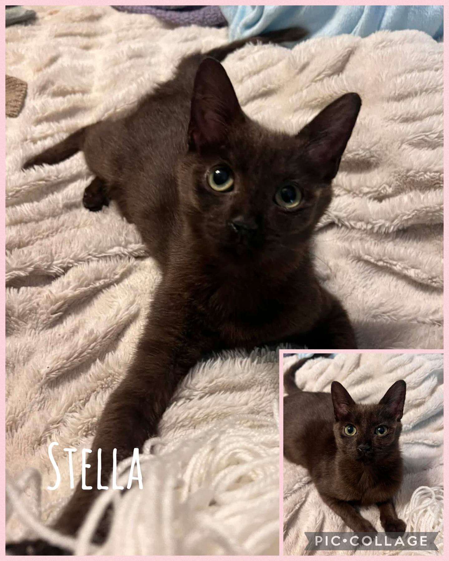 Enlarge Stella, a Adoptable Domestic Short Hair in Newberg, OR image 1/1