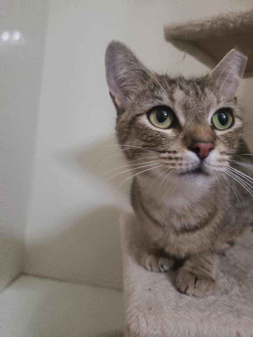 Ruby Lue, Adoptable, Young Female Domestic Short Hair.