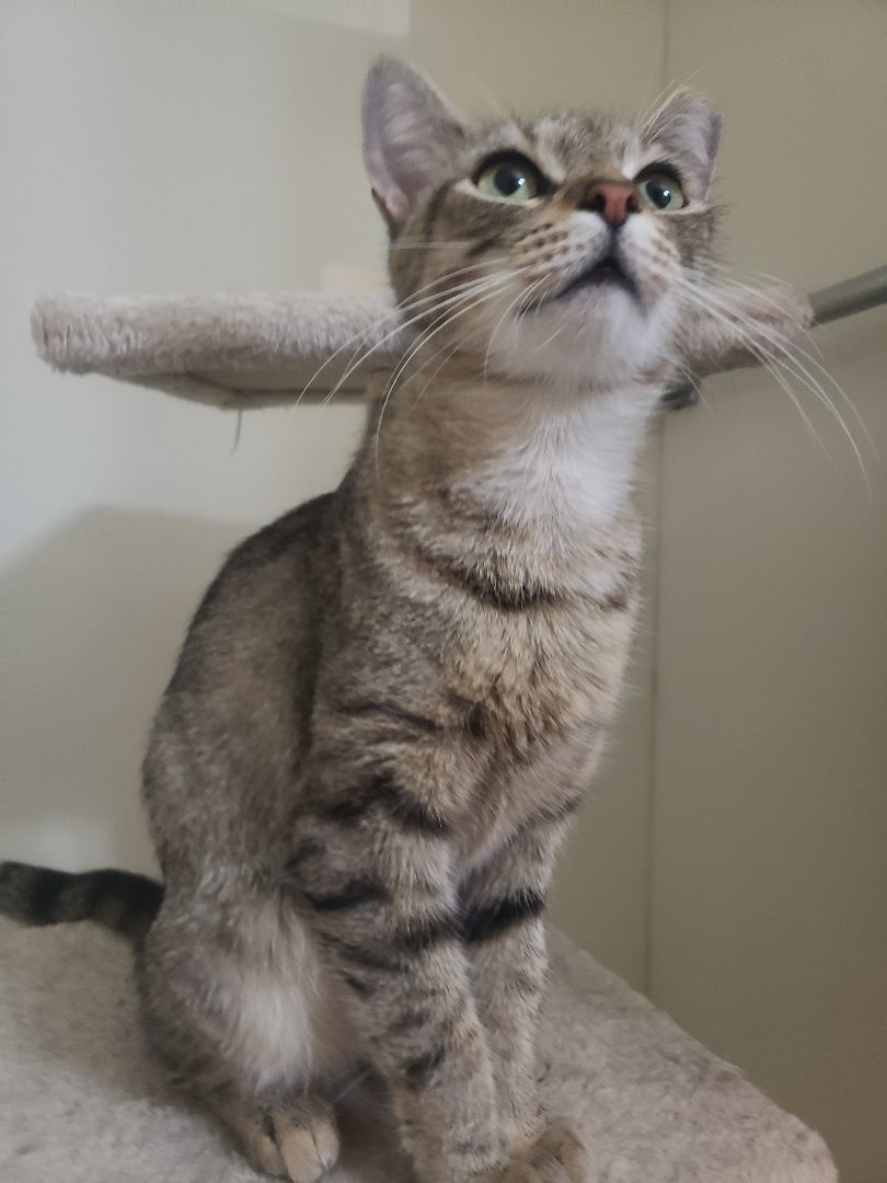 Enlarge Ruby Lue, a Adoptable Domestic Short Hair in Shippensburg , PA image 3/5