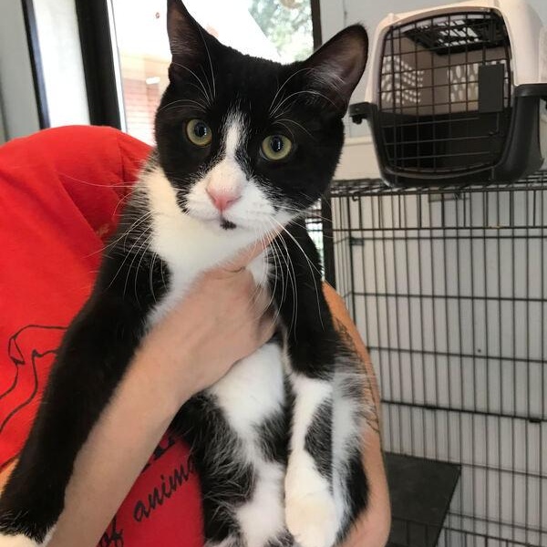 Enlarge Tommy, a ADOPTABLE mixed breed in Lumberton, NC image 2/3