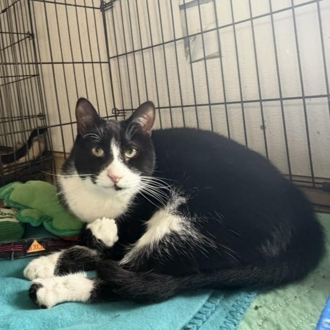 Tommy, ADOPTABLE, Adult Male Domestic Short Hair.