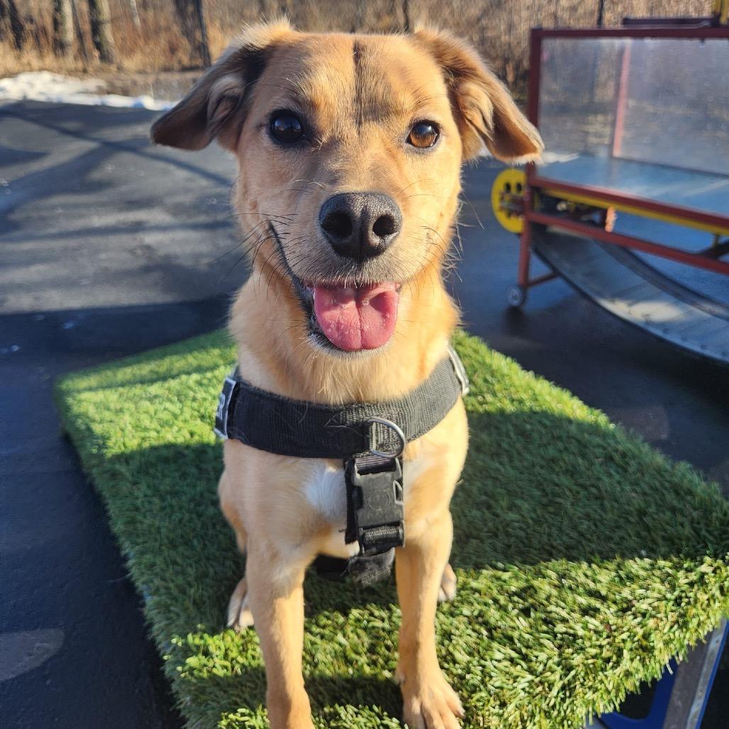 Enlarge Spud, a Adoptable Mixed Breed in Blaine, MN image 2/3
