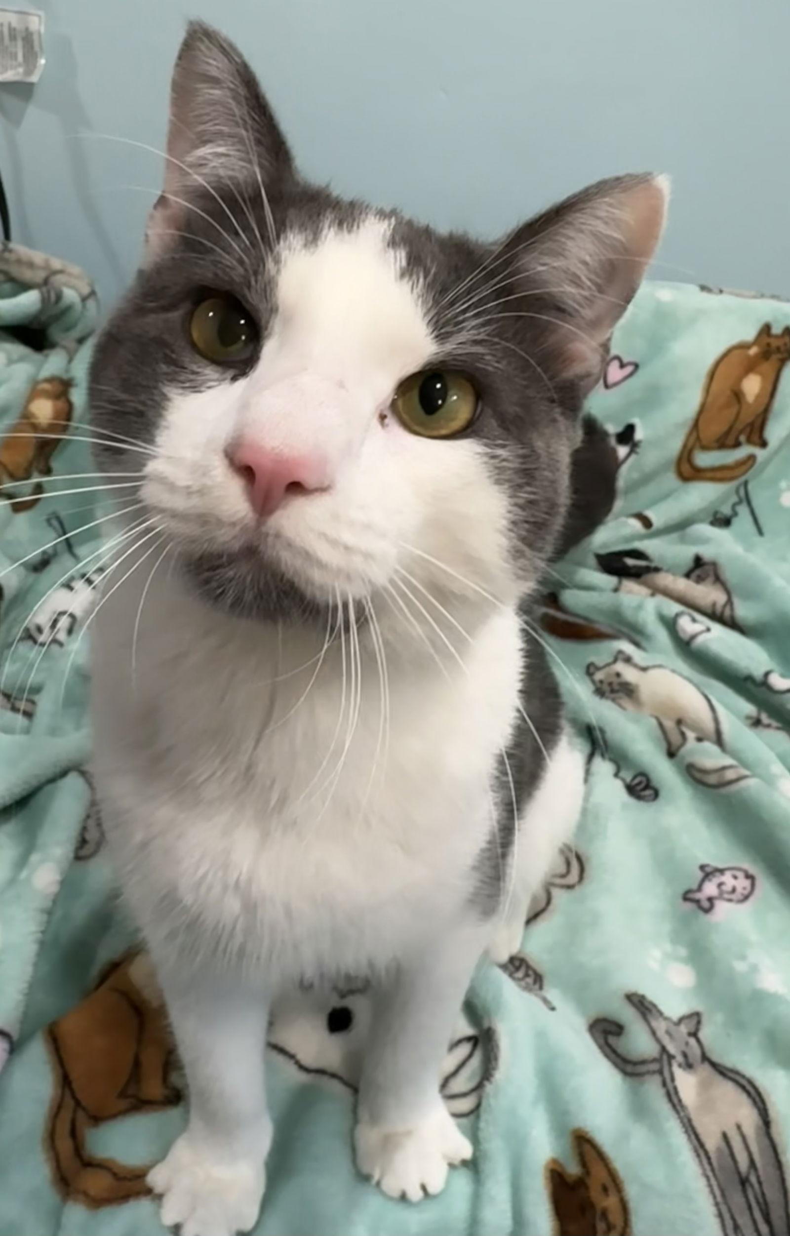 Enlarge Cruiser, a Adoptable Domestic Short Hair in Newtown Square, PA image 1/3