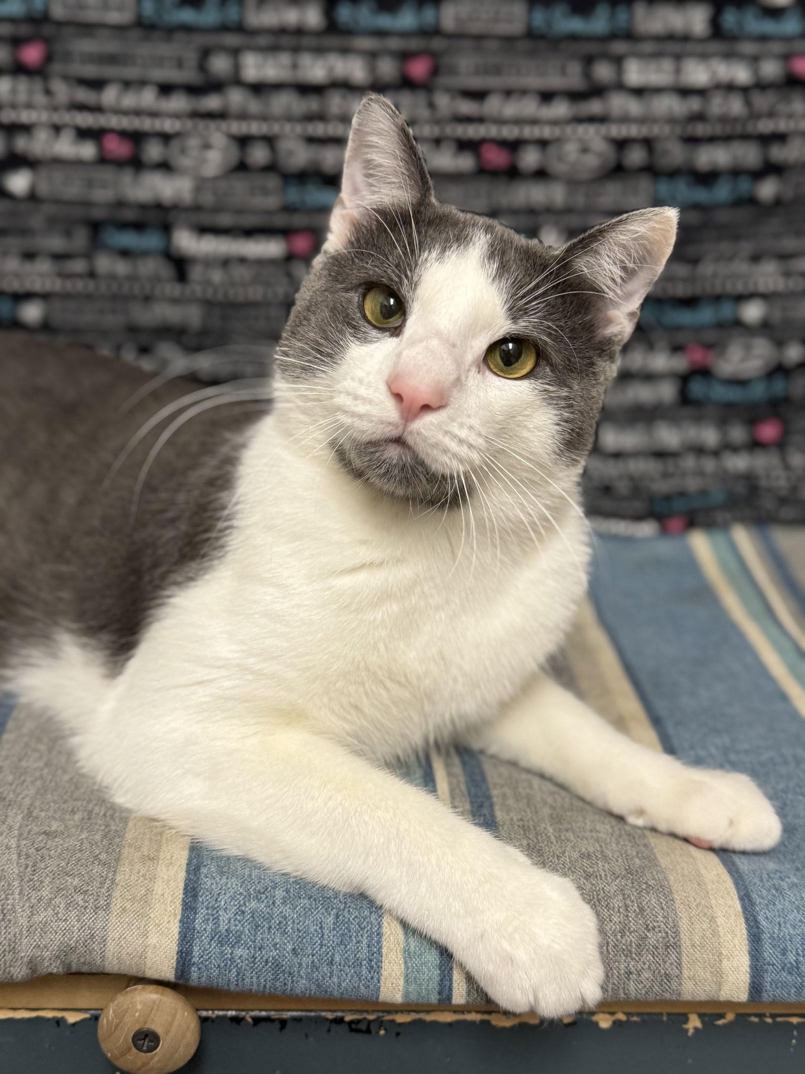 Enlarge Cruiser, a Adoptable Domestic Short Hair in Newtown Square, PA image 3/3