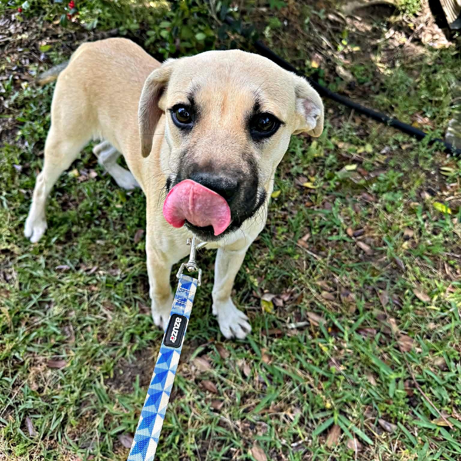 Enlarge Cute Cuddly Cody, a ADOPTABLE mixed breed in Reston, VA image 5/6