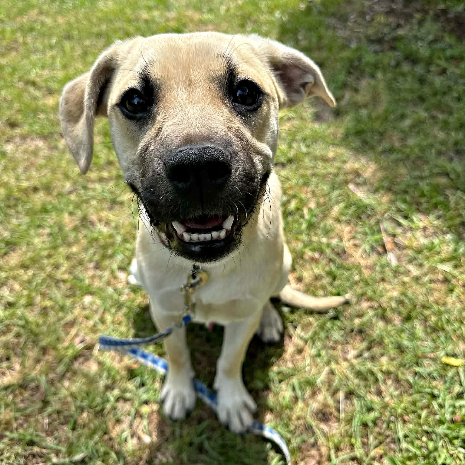 Enlarge Cute Cuddly Cody, a ADOPTABLE mixed breed in Reston, VA image 1/6