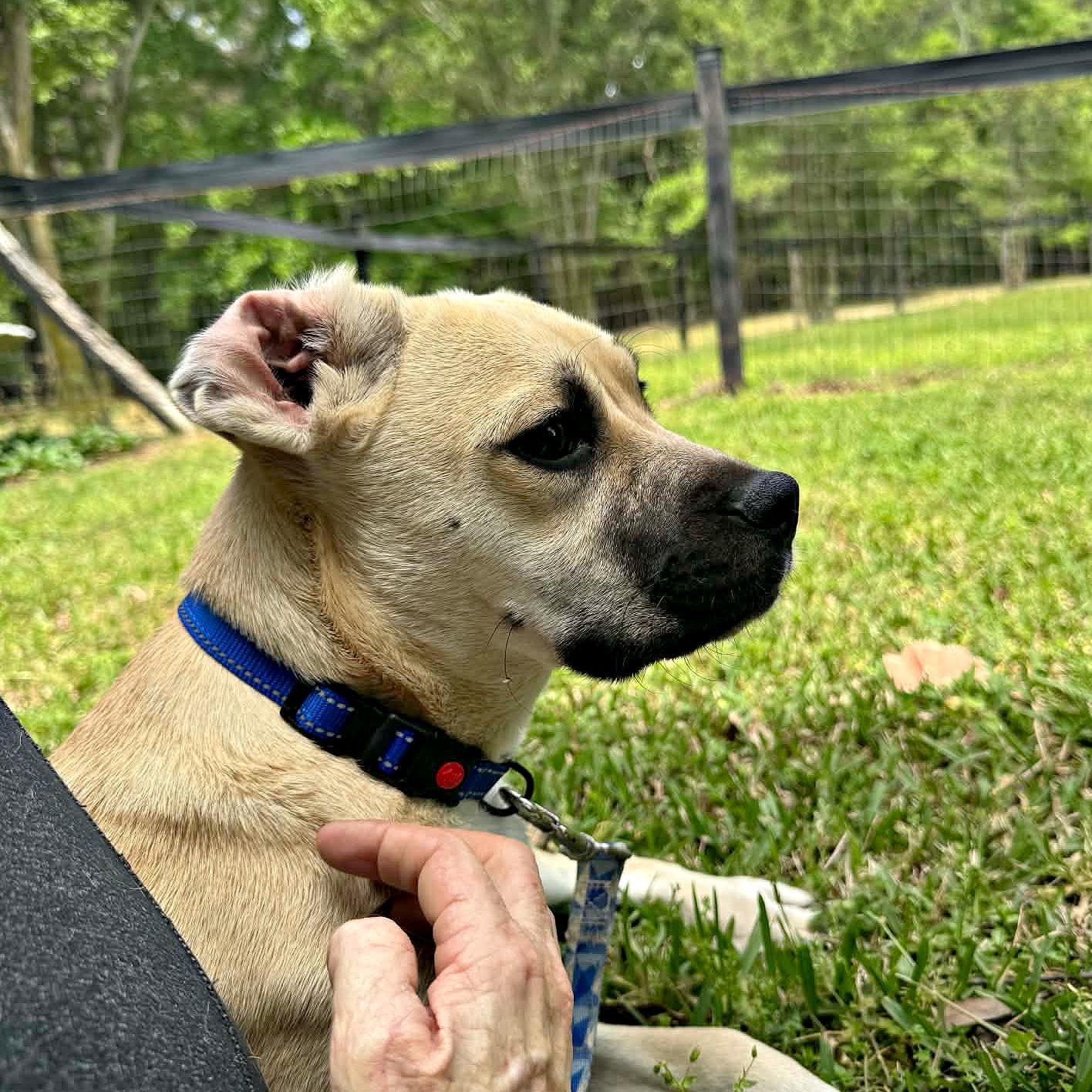 Enlarge Cute Cuddly Cody, a ADOPTABLE mixed breed in Reston, VA image 4/6