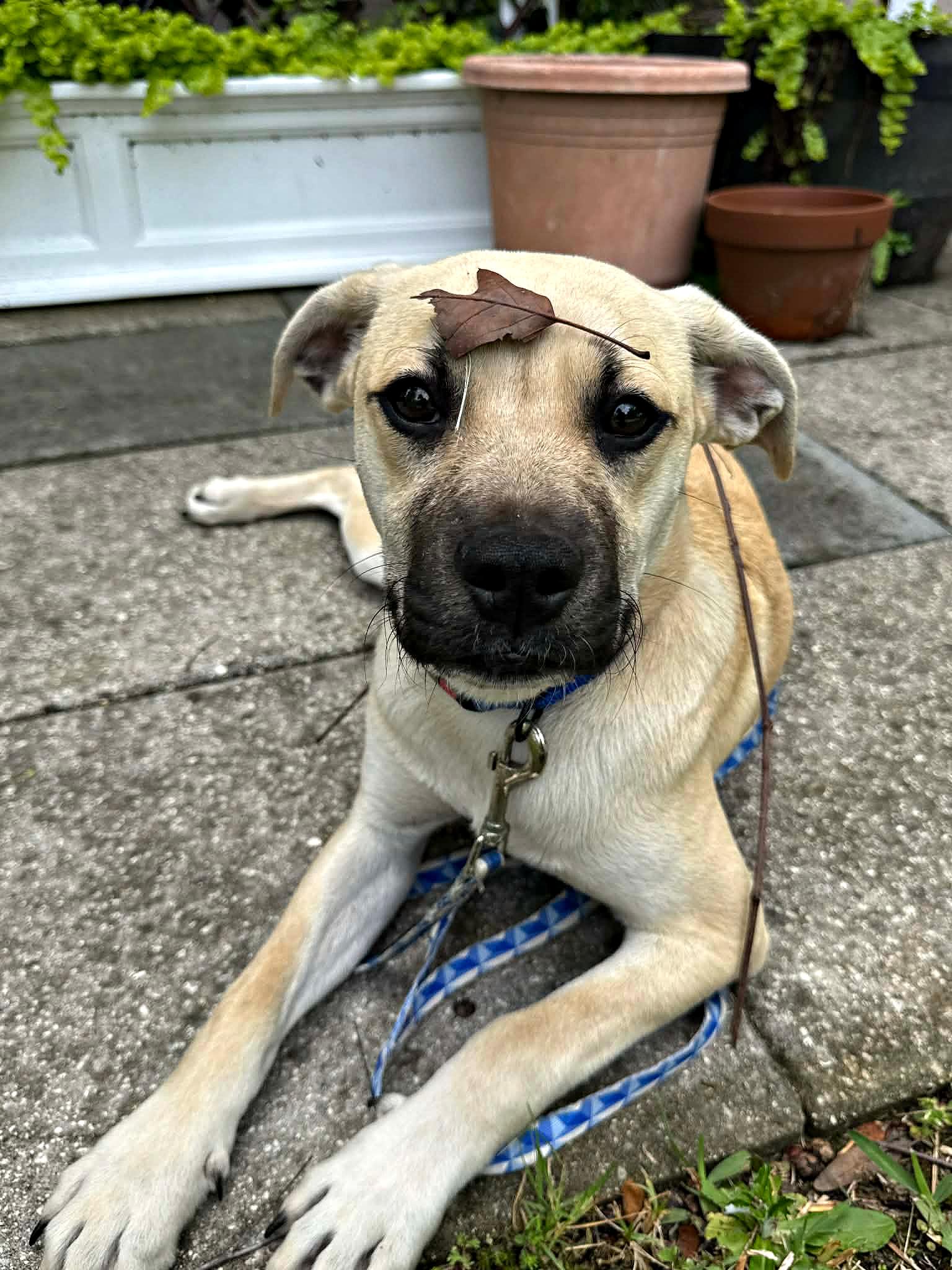 Enlarge Cute Cuddly Cody, a ADOPTABLE mixed breed in Reston, VA image 2/6