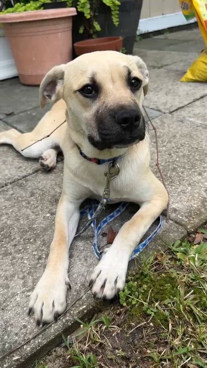 Enlarge Cute Cuddly Cody, a ADOPTABLE mixed breed in Reston, VA video 6/6
