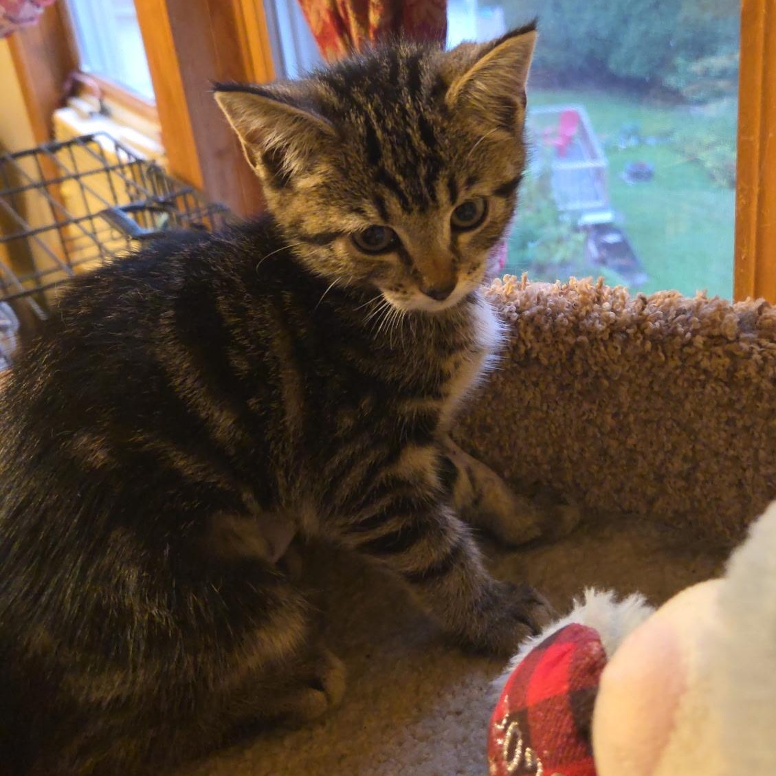 Tigger, an adoptable Domestic Short Hair in Topsham, ME, 04086 | Photo Image 2