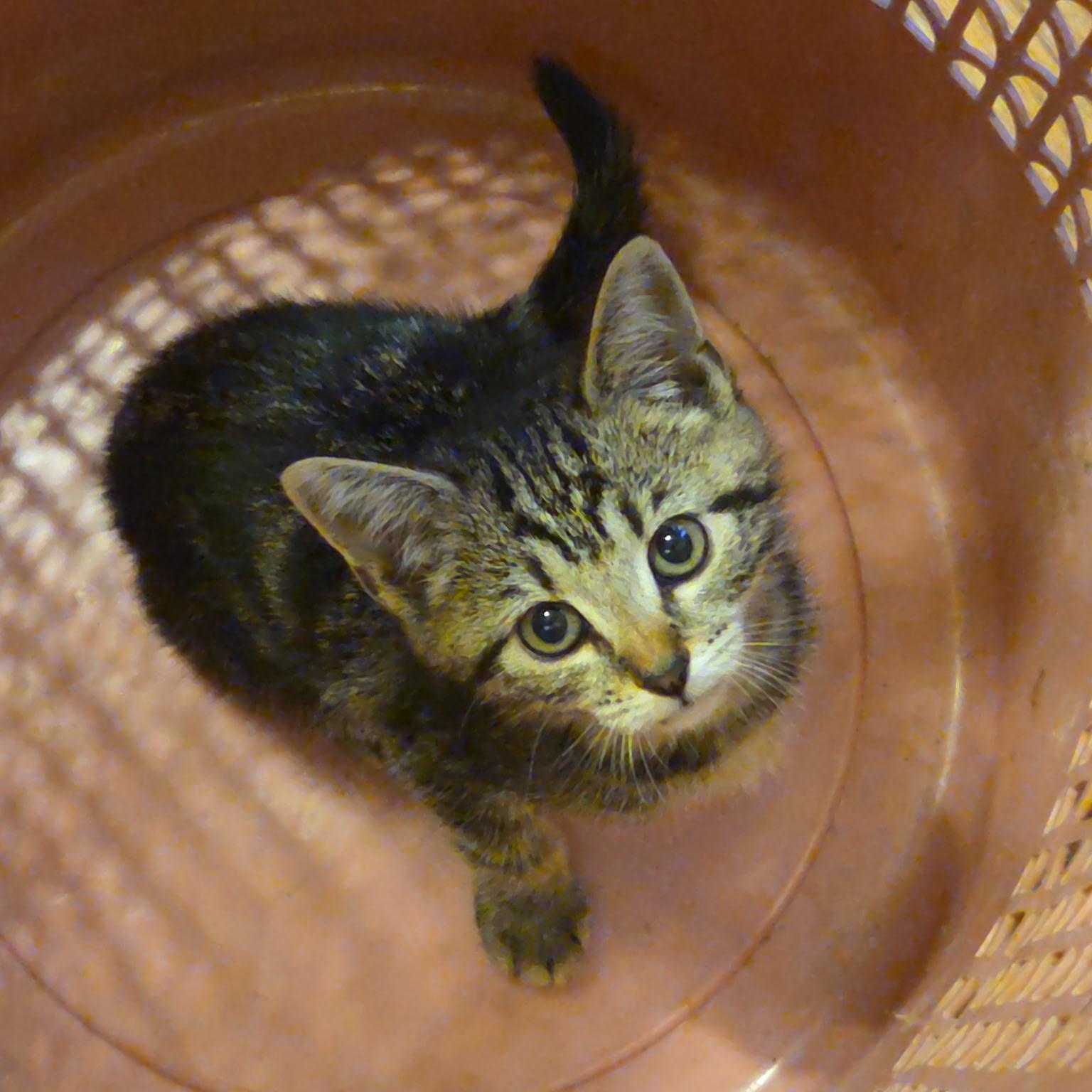 Tigger, an adoptable Domestic Short Hair in Topsham, ME, 04086 | Photo Image 1