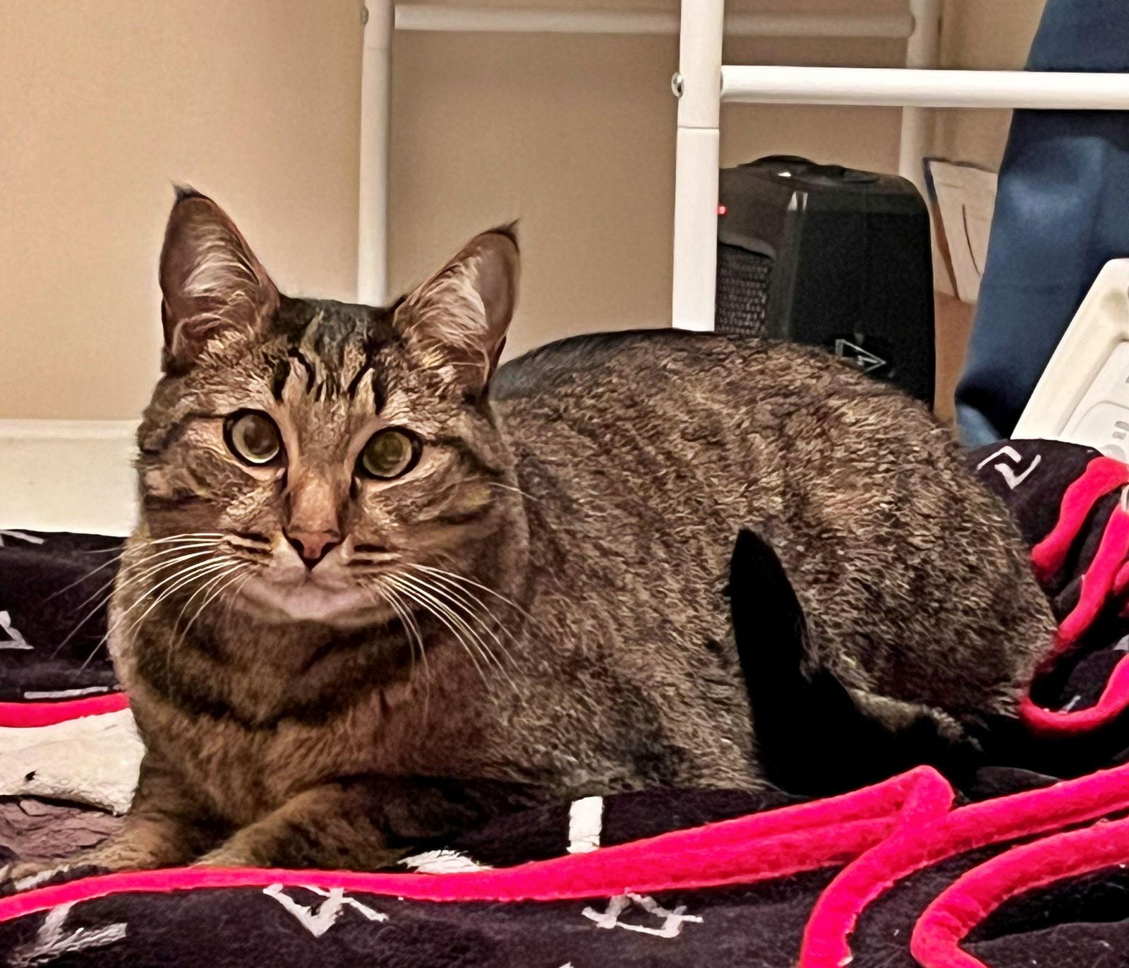 TIGGER #1745N- Offered by Owner - Gentle and Quiet, Adoptable, Adult Male Tabby & Domestic Short Hair.