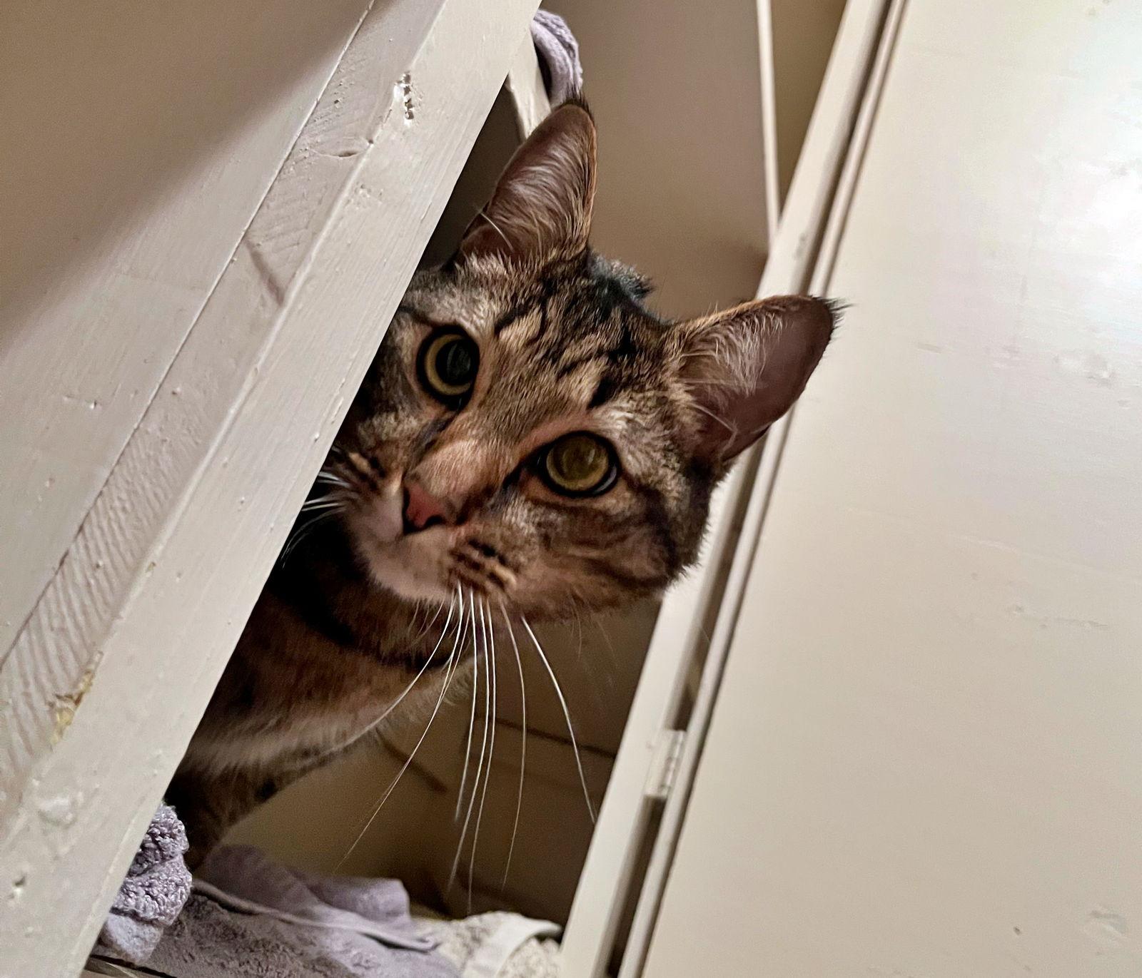 Enlarge TIGGER #1745N- Offered by Owner - Gentle and Quiet, a Adoptable mixed breed in Hillsboro, OR image 2/3