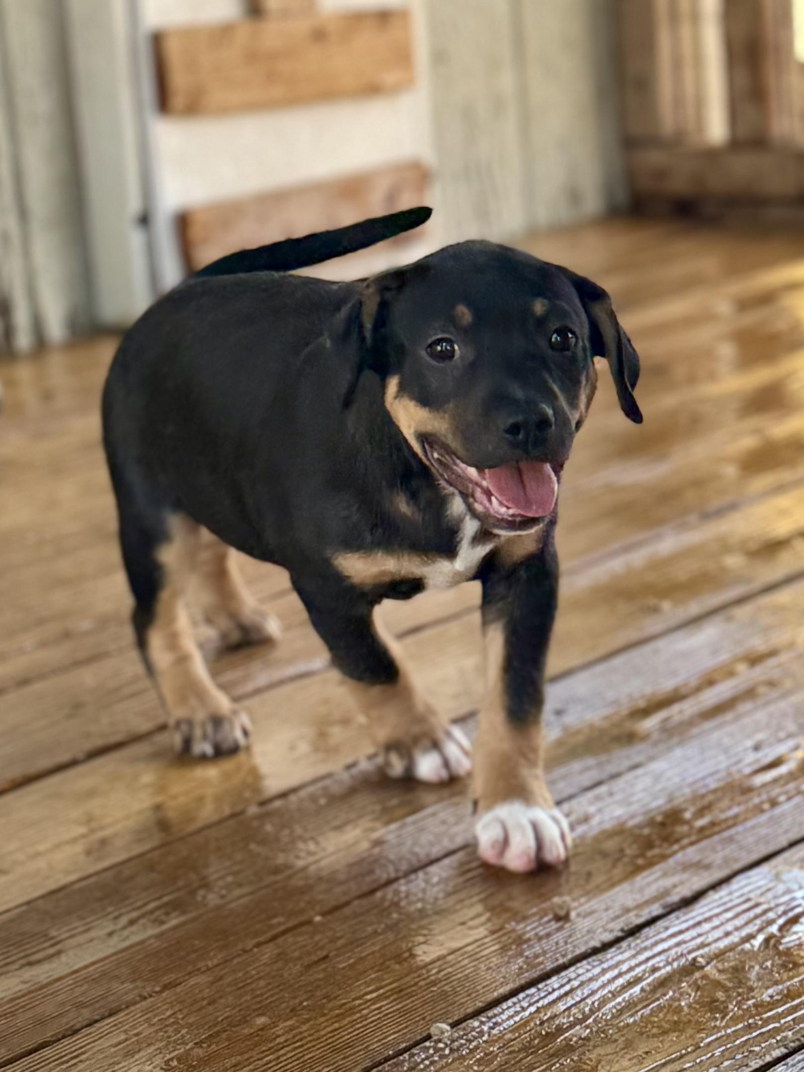 Russet, Baby Female American Staffordshire Terrier