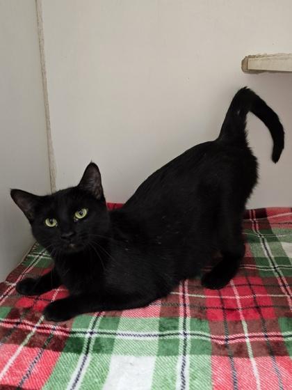 Valentine, a ADOPTABLE mixed breed in Woodstock, IL image 3/3