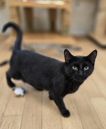 Valentine, a ADOPTABLE mixed breed in Woodstock, IL image 1/3