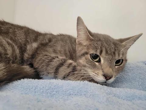 Lagoona, Adoptable, Adult Female Domestic Short Hair.