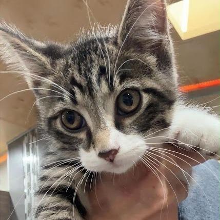 Arthur, Adoptable, Kitten Male Domestic Short Hair.