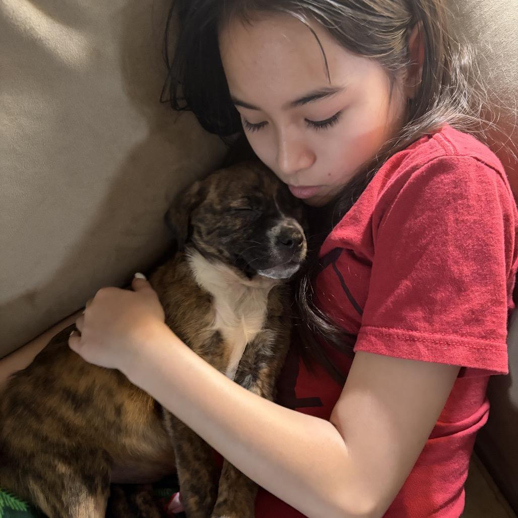 ChaCha, Adoptable, Puppy Female Mixed Breed.