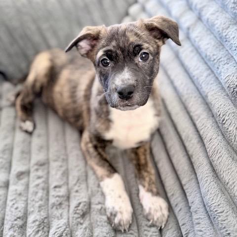 Enlarge ChaCha, a Adoptable Mixed Breed in Fairfax, VA image 2/4