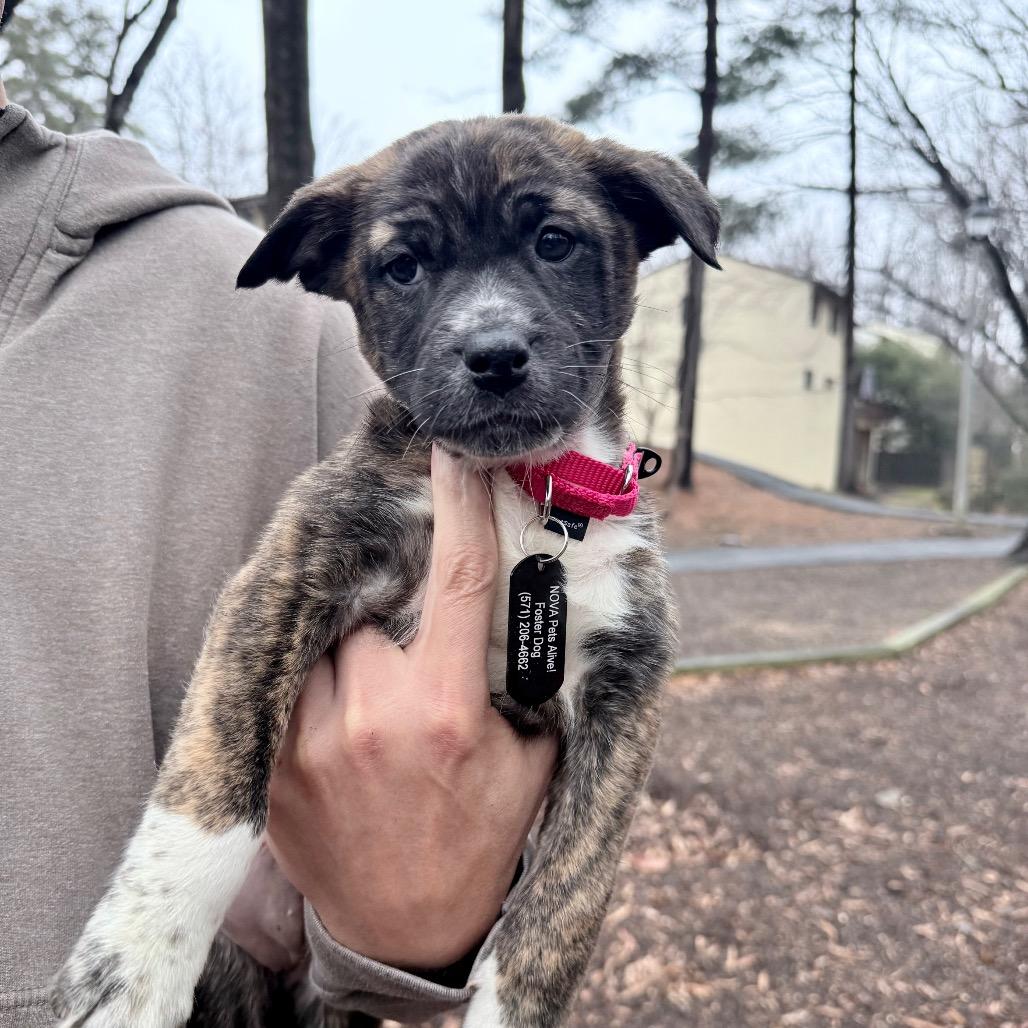 Enlarge ChaCha, a Adoptable Mixed Breed in Fairfax, VA image 3/4