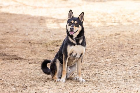 CODY, Adult Male German Shepherd Dog