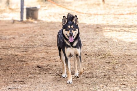 CODY, a Adoptable German Shepherd Dog in Pearce, AZ image 2/5