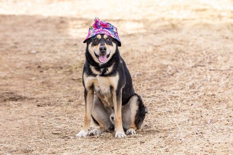 CODY, a Adoptable German Shepherd Dog in Pearce, AZ image 3/5