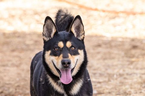 CODY, a Adoptable German Shepherd Dog in Pearce, AZ image 4/5