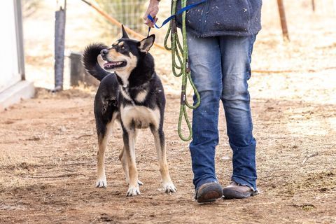 CODY, a Adoptable German Shepherd Dog in Pearce, AZ image 5/5
