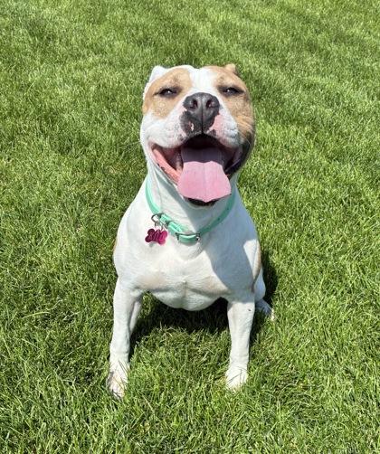 Enlarge Kilo, an adopted Pit Bull Terrier in Butte, MT image 1/1