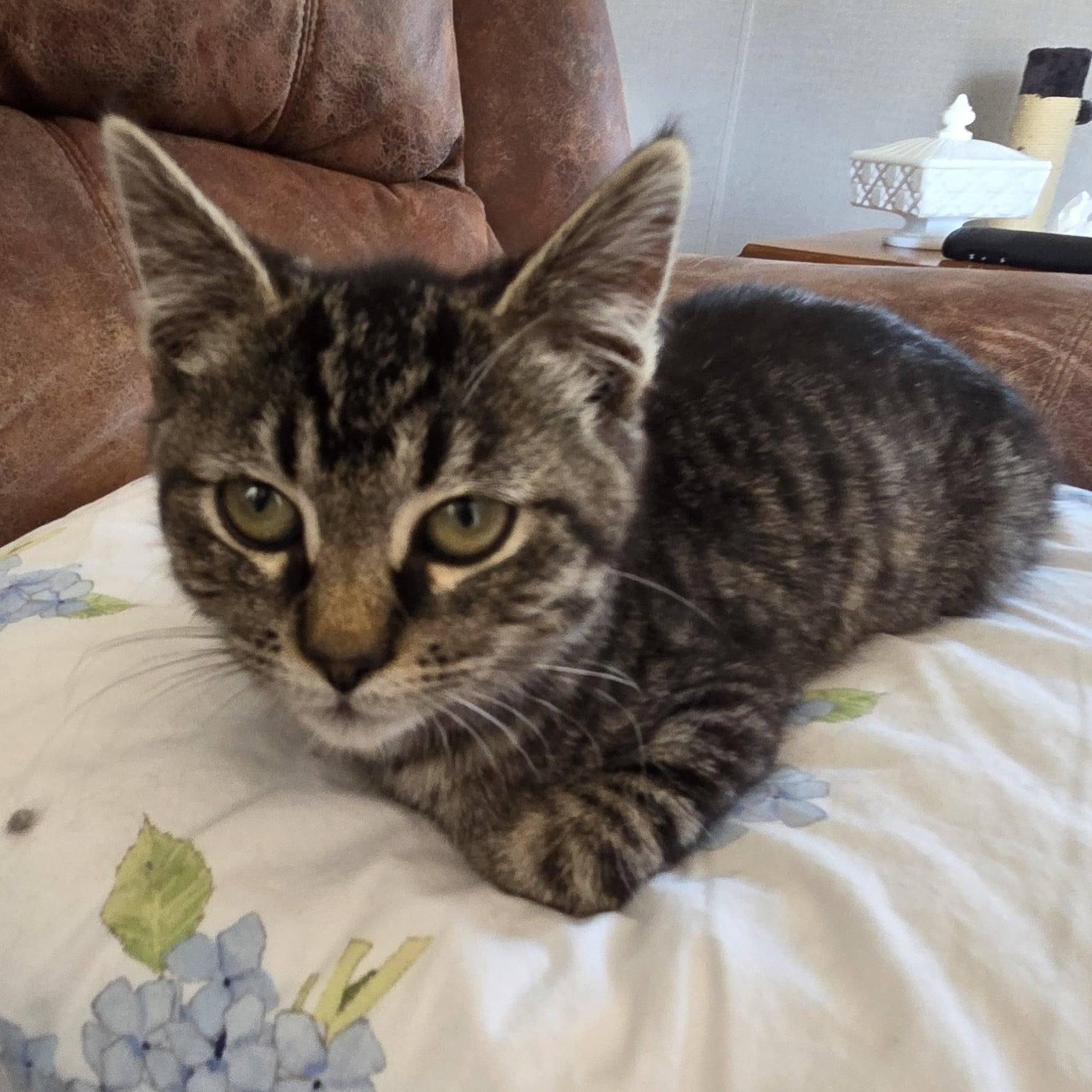 Enlarge Jade, an adopted Tabby in Okemah, OK image 5/6