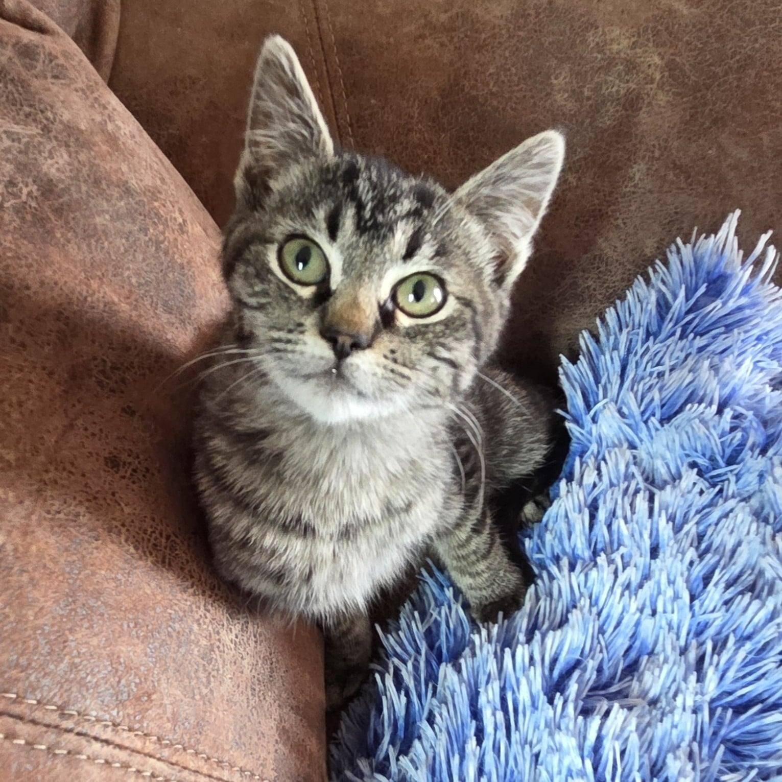 Enlarge Jade, an adopted Tabby in Okemah, OK image 1/6